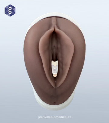 Venus :: Pelvic Health Anatomical Model with Translucent Canal (Limited Edition)