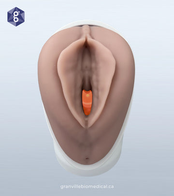 Venus :: Pelvic Health Anatomical Model