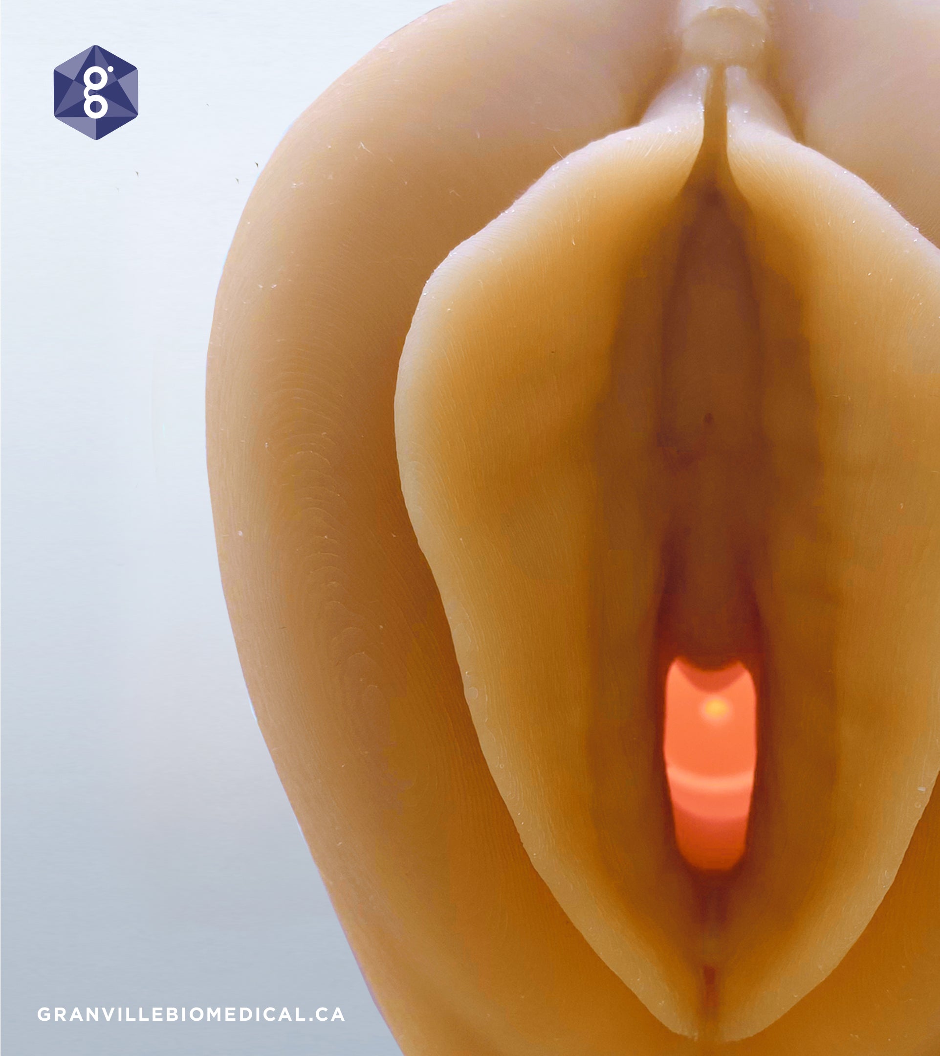 Venus :: Pelvic Health Anatomical Model – Granville Biomedical Inc.